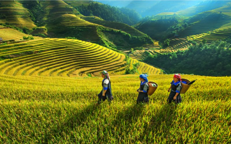 VIETNAM ITINERARY 10 DAYS 9 NIGHTS IN NORTH PART EMMA AND FAMILY