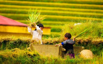 Authentic Sapa Family Trekking To Mu Cang Chai