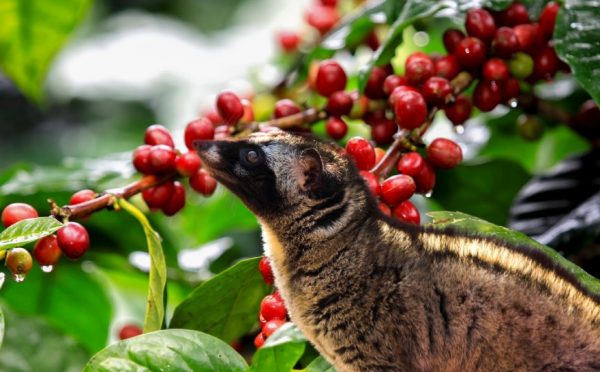 Weasel Coffee