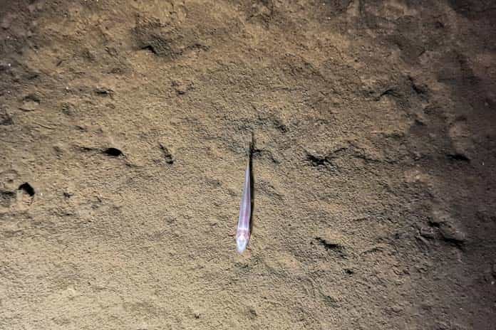 Some new species of fish, woodlice, centipedes, millipedes, spiders, scorpions,... with white body and no eyes founded in Son Doong Cave.