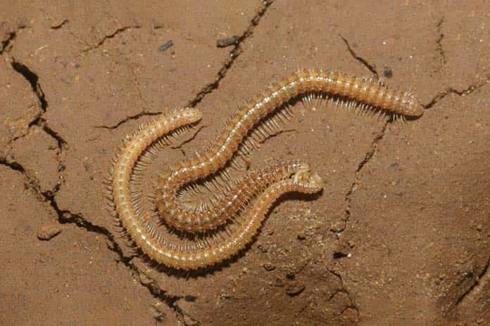 Some new species of fish, woodlice, centipedes, millipedes, spiders, scorpions,... with white body and no eyes founded in Son Doong Cave.