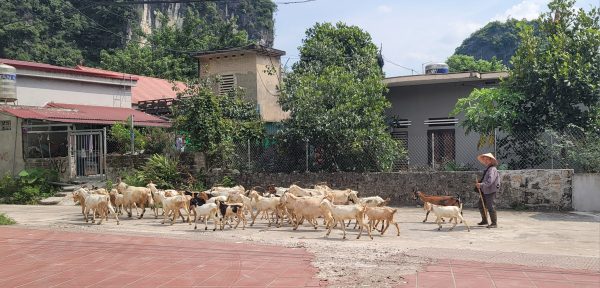 VIETNAM ITINERARY 7 DAYS 6 NIGHTS IN NORTHERN PART LEESA PLAN 2