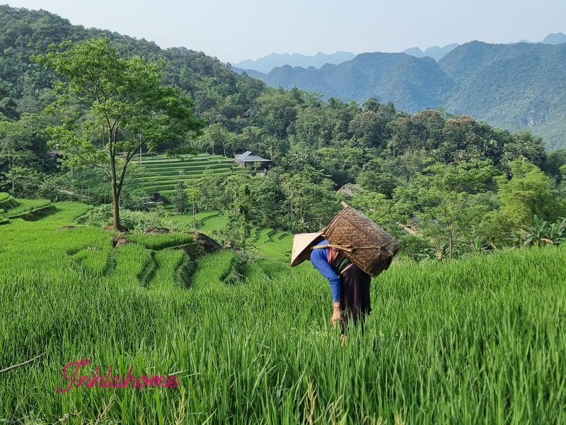 VIETNAM ITINERARY 19 DAYS 18 NIGHTS IN NORTH, CENTRAL & SOUTH JANETTE GILLON