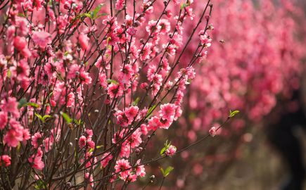 Peach Blossom Hanoi Tet Jenny Vietnam Travel