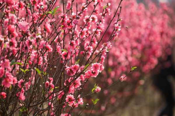 Peach Blossom Hanoi Tet Jenny Vietnam Travel
